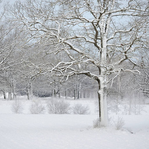 冬季积雪树木的景观观