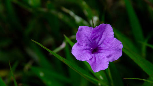 Ruellia 荸荠湖, Ruellia 花花园