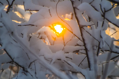 白雪在树的分支在冬天森林在日落或日出的背景圣诞节假日背景