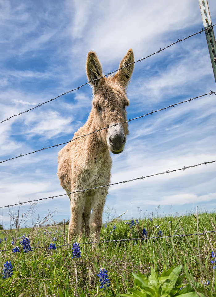 在春天牧场的驴