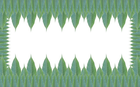孤立在白色背景上的绿色的树叶帧