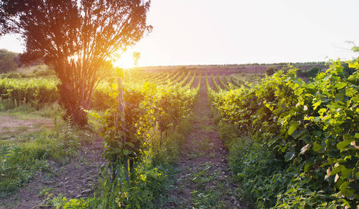与成熟的葡萄，在日落时农村的葡萄园