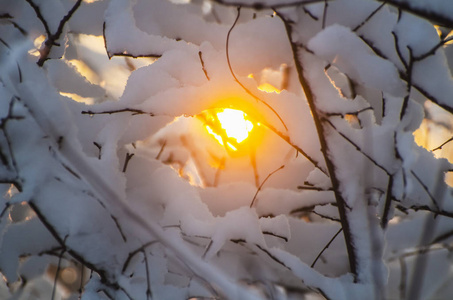 白雪在树的分支在冬天森林在日落或日出的背景圣诞节假日背景