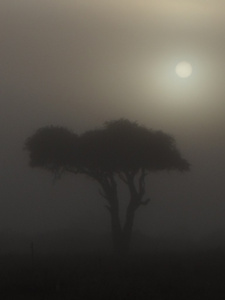 boscia 树在晨雾中