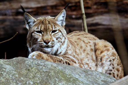 休息斯堪的纳维亚猞猁, 山猫 l. 山猫在秋季阳光下