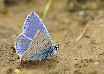 常见的蓝Polyommatus 伊卡洛斯, 希腊