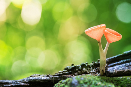 小橙色烧伤杯或香槟酒蘑菇与绿色 bokeh 背景, 在泰国