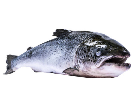 新鲜的野生鲑鱼被隔离在白色.新鲜的全鲑鱼文本的空白.复制空间照片