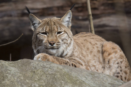 休息斯堪的纳维亚猞猁, 山猫 l. 山猫在秋季阳光下