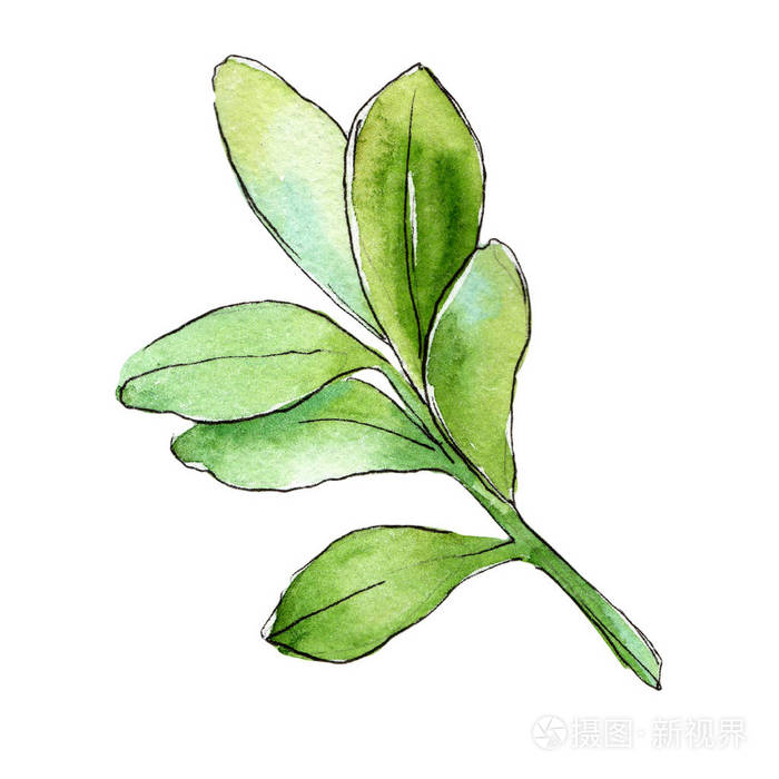 水彩黄杨绿叶叶植物植物园花叶独立的插图元素背景纹理包装图案框架或