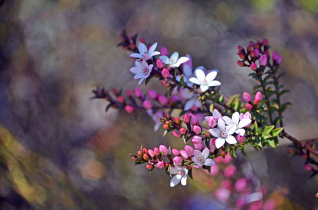 澳大利亚本地箱叶 Waxflower, Philotheca 黄杨叶坎 家庭芸香 生长在荒地在皇家国家公园, 悉尼, 新南威