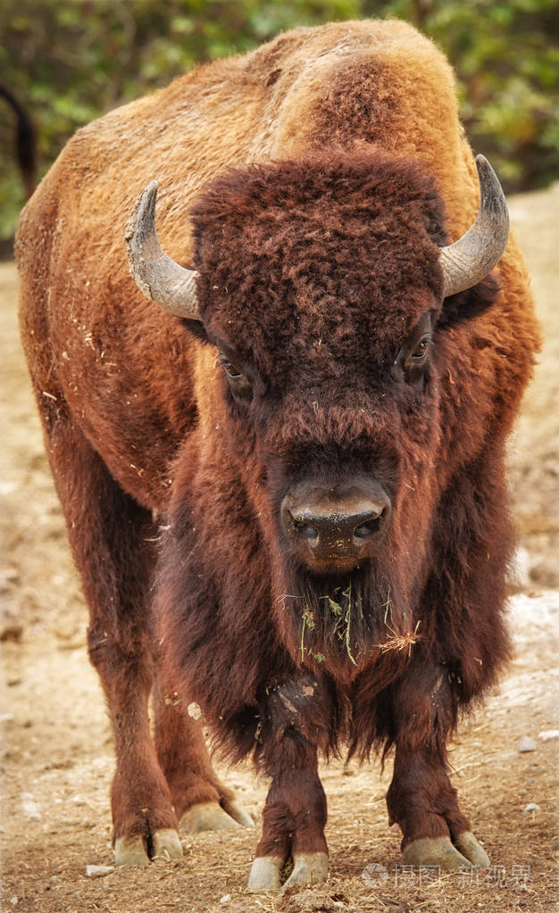 美国野牛 (野牛野牛) 在黄石国家公园, 怀俄明州, 美国的蒸气喷泉前面