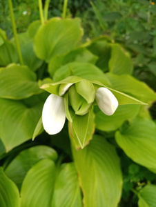 绿灌木上的白花