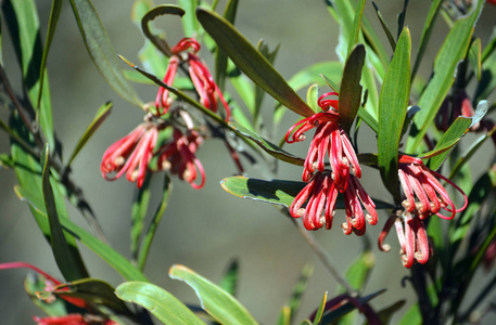 澳大利亚本地人 Grevillea oleoides, 红色蜘蛛花 家庭眼科, 生长在荒地, 小马利火足迹, 皇家国家公园。