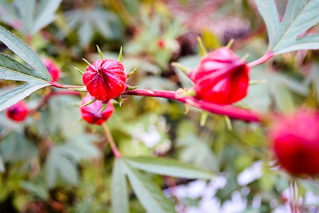 花园里的玫瑰茄花