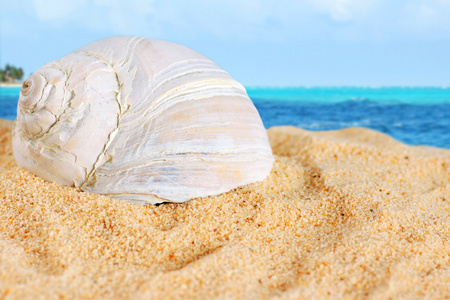 大壳在加勒比沙滩上