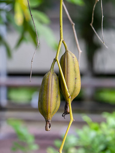 黄色的豆荚，大花蕙兰 finlaysonianum 兰花植物