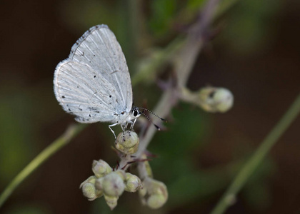 Celastrina argiolus 冬青蓝, 克里特岛