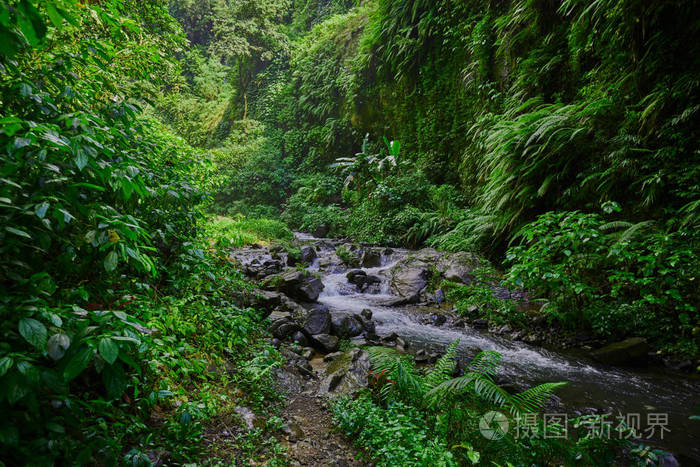 在清晨的阳光下, 绿树成荫的热带森林景色令人惊叹。山雨林水流着湍急的水流和大石头。旅游理念