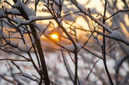 白雪在树的分支在冬天森林在日落或日出的背景圣诞节假日背景