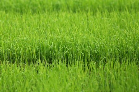 绿色水稻幼苗
