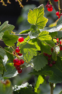 浆果在德国的山寨花园在夏天7月在德国南部附近的慕尼黑和斯图加特城市