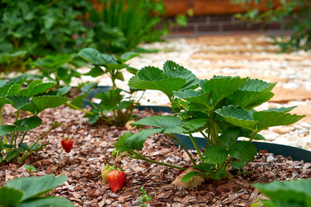 种植和成熟的草莓。在花园里成熟的草莓。草莓枝与成熟和生长的草莓。园林植物的呵护