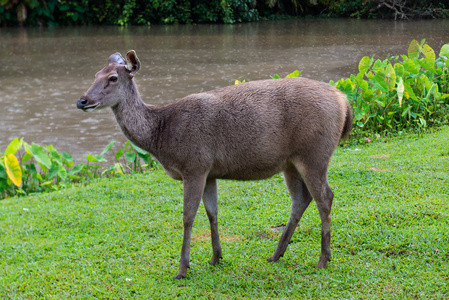 泰国国家公园的野鹿, 低光照下的雨