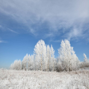 白桦树森林覆盖着雪和霜。冬日里看来的俄罗斯农村