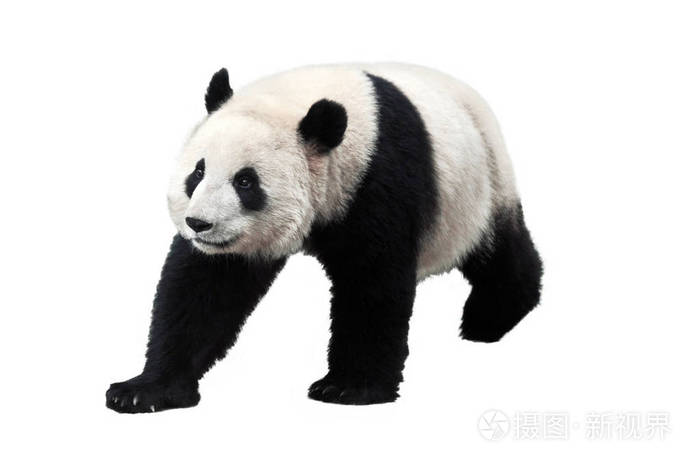 大熊猫被隔离在白色背景上.大熊猫不再是濒危物种