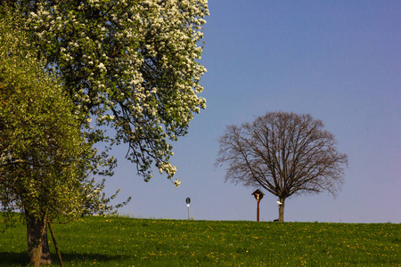 树上没有叶子的地平线蓝天晴朗的春天苹果开花绿色草坪日
