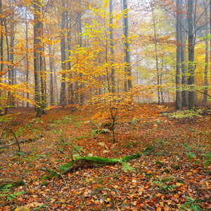 美丽的山毛榉树森林与黄色和橙色树叶秋天。德国海德尔堡