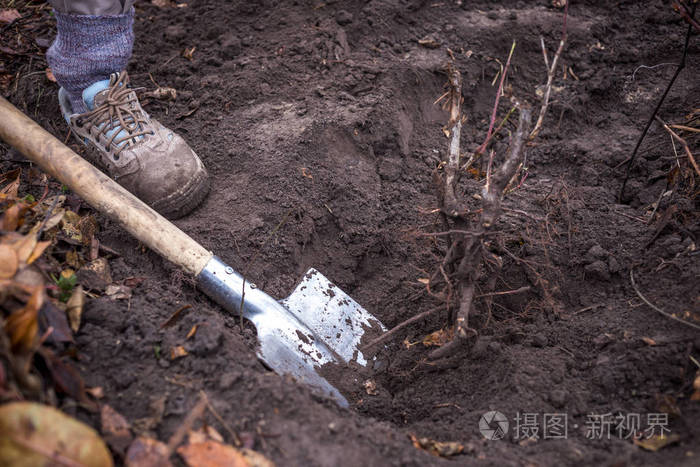 铲子在地上, 特写镜头.潜入土壤