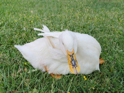 鸭子在草地上休息