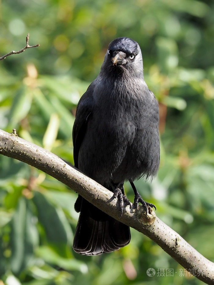 寒鸦坐在树的枝头上