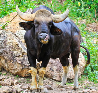 高尔镇 seladaing bos 在印度