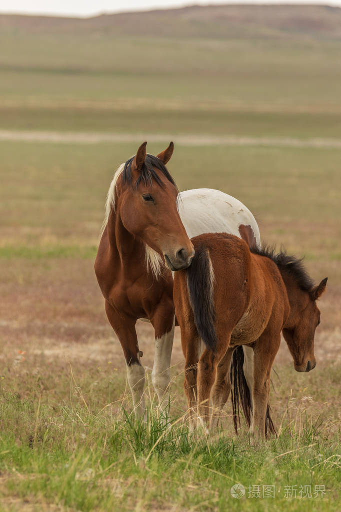 犹他州沙漠中的野马马和马驹