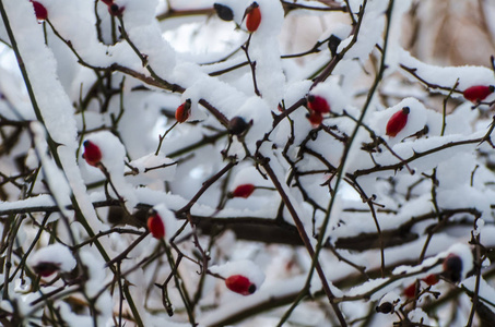 野生玫瑰灌木与红色的玫瑰浆果覆盖着白色蓬松的冬季雪。圣诞假期背景