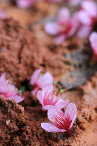 粉红色的樱花落在地面上图片