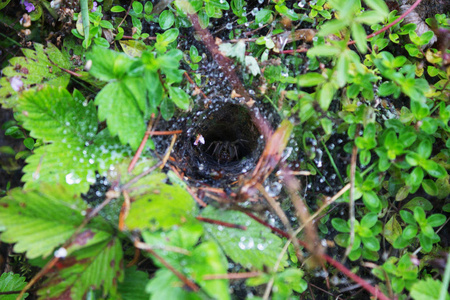 网络上的雨滴。蜘蛛在洞里。庭院, 森林, 草甸