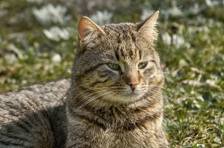 猫在草坪之间的白色花朵