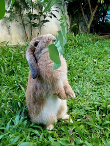 棕兔在草坪上兔子在花园里吃树叶, 清迈泰国照片