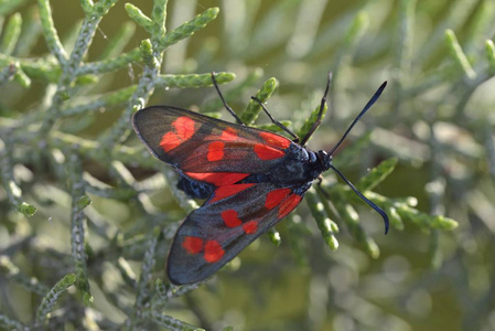 六点伯内特 Zygaena filipendulae, 希腊