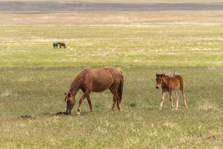 犹他州沙漠中的野马马和马驹