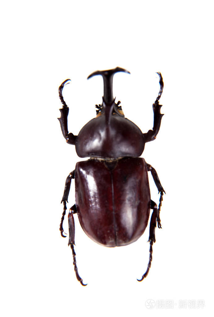 白色背景犀牛甲虫