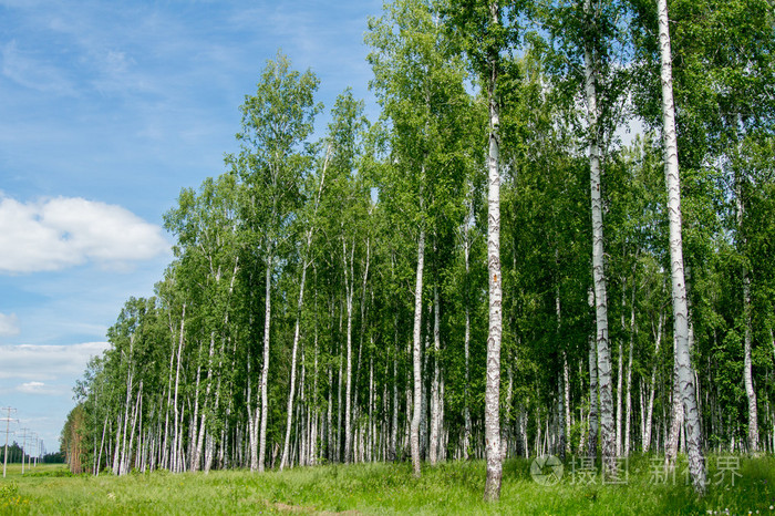 茂密的绿色白桦林夏天乡村景观