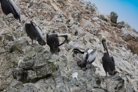 Ballestas 群岛, 储备满鸟和企鹅生产鸟粪