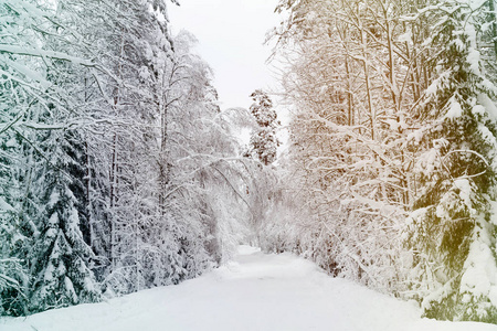 俄罗斯冬季森林公路雪和冰白色