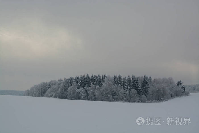冬季景观阴天冬季下降低沉的颜色单色景观冬季森林
