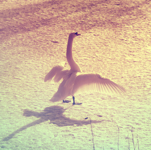 一只白天鹅在冰上的老式画像
